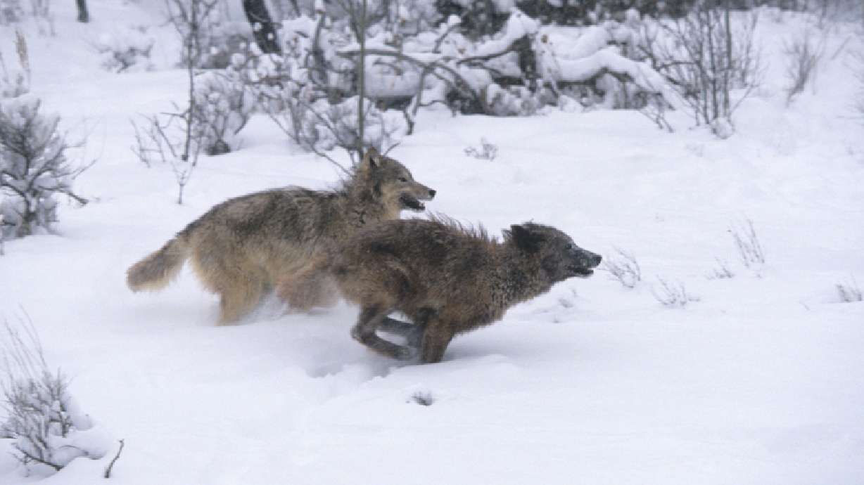 Idaho accidentally puts tracking collars on wilderness wolves