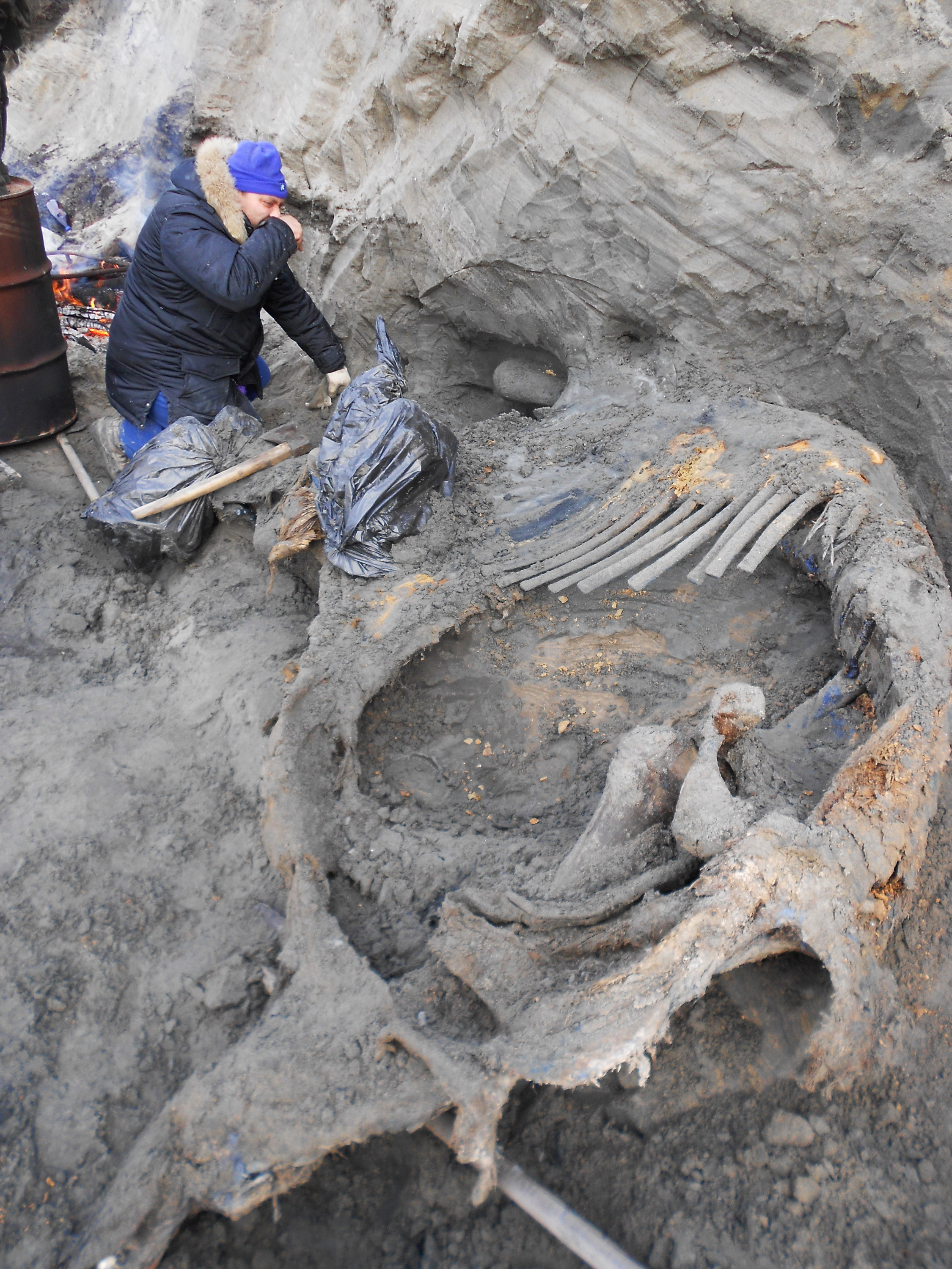 Bones of hunted mammoth show early human presence in Arctic