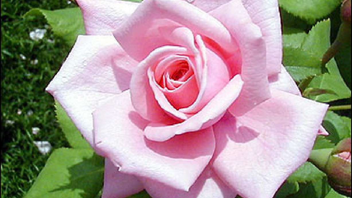 Roses: Selecting and Planting
