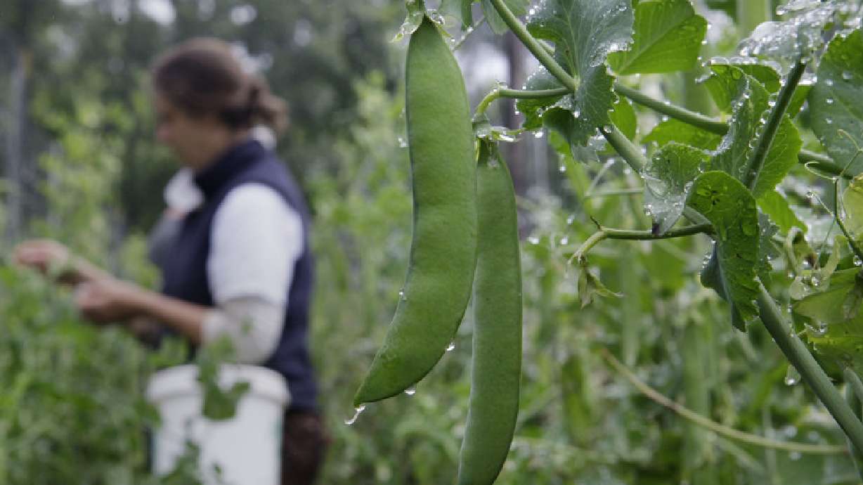 The UN recommends a diet that dates back to the Old Testament