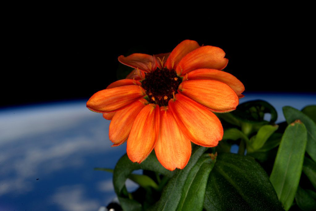 Astronaut nurses zinnia to full bloom after mold invasion