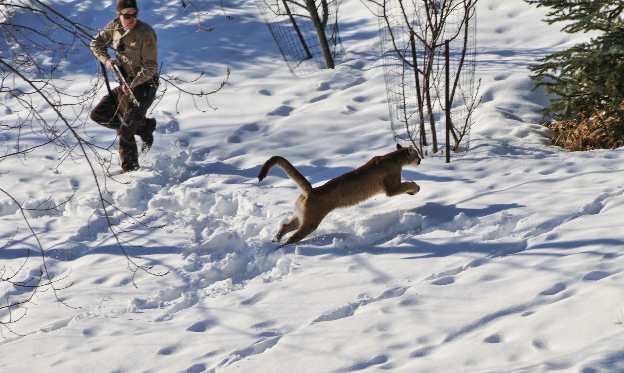 User submitted photos: Mountain lions, car accidents and sunsets