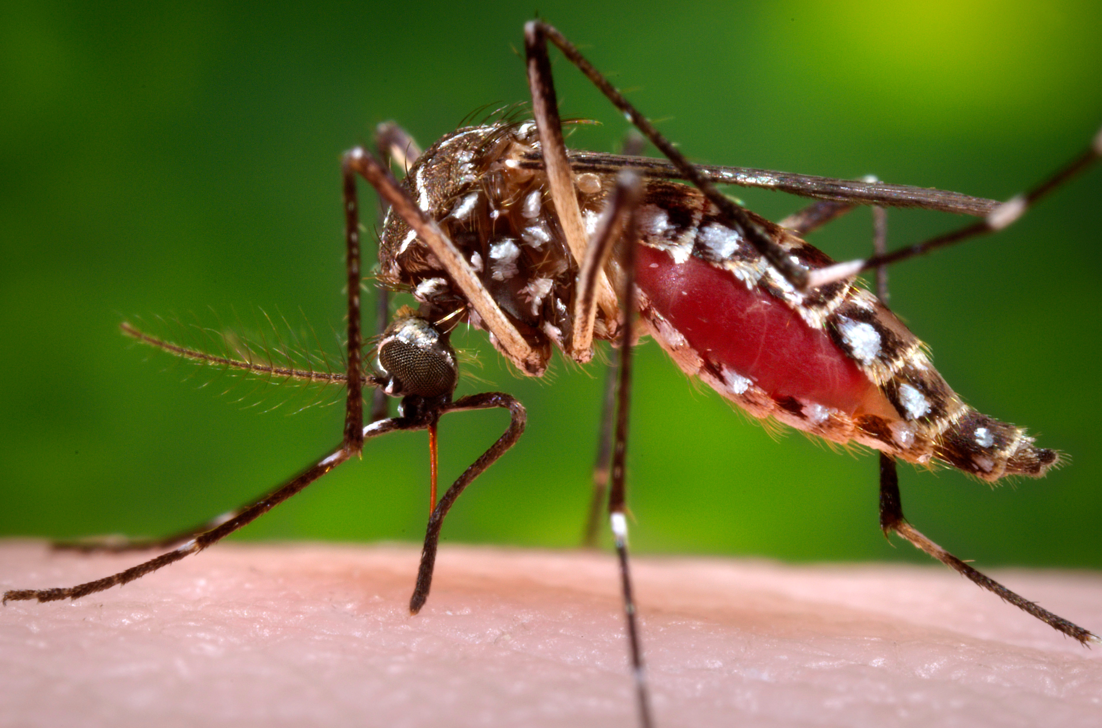 CDC: Ask pregnant women about trips to Zika outbreak areas