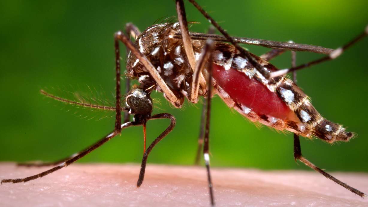 CDC: Ask pregnant women about trips to Zika outbreak areas