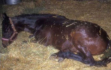 Officials warn of horse herpes outbreak in New Mexico