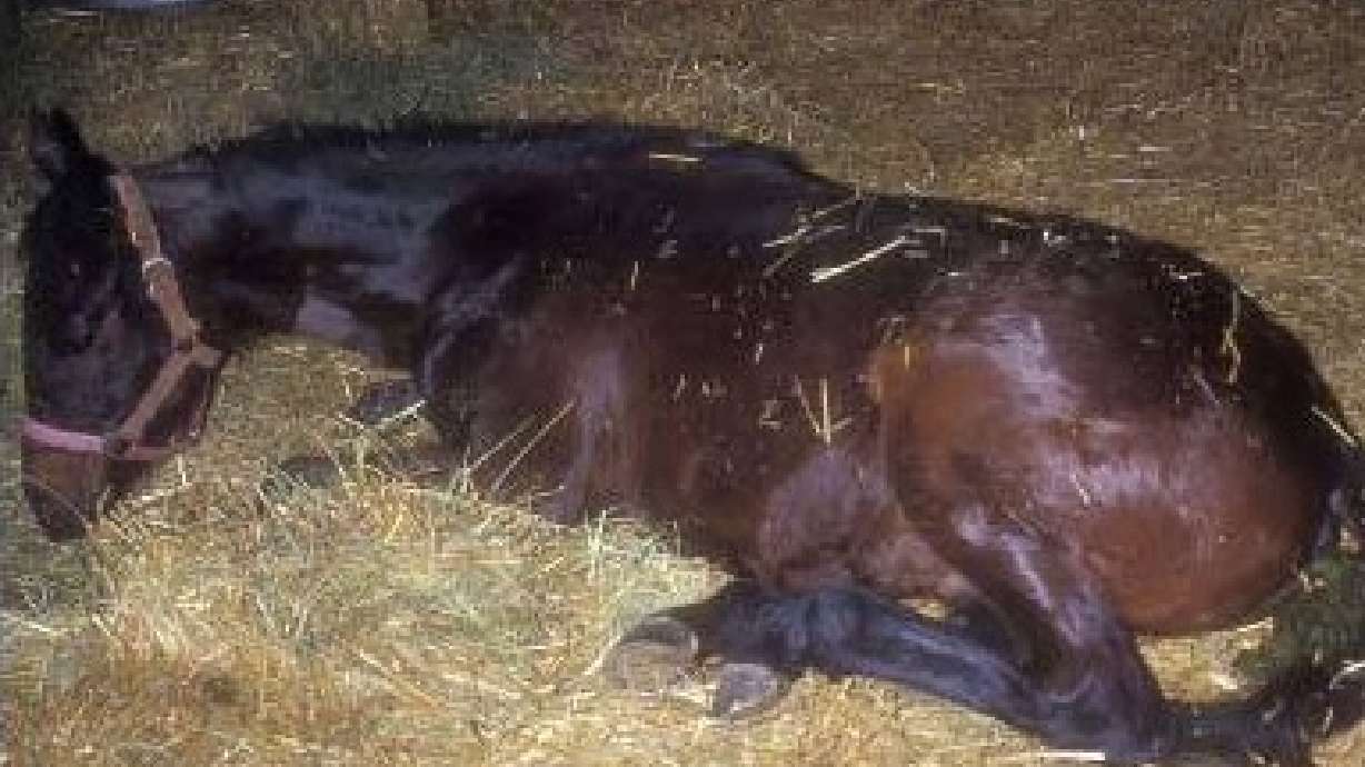 Officials warn of horse herpes outbreak in New Mexico