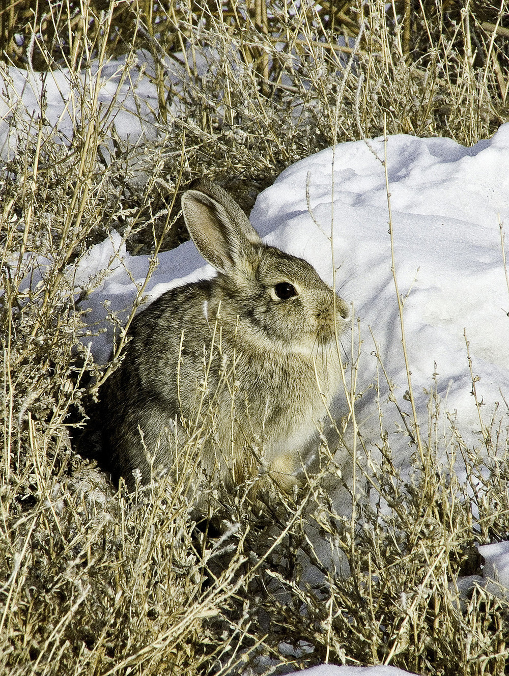 Best hunting for cottontail rabbits in 10 years, DWR says