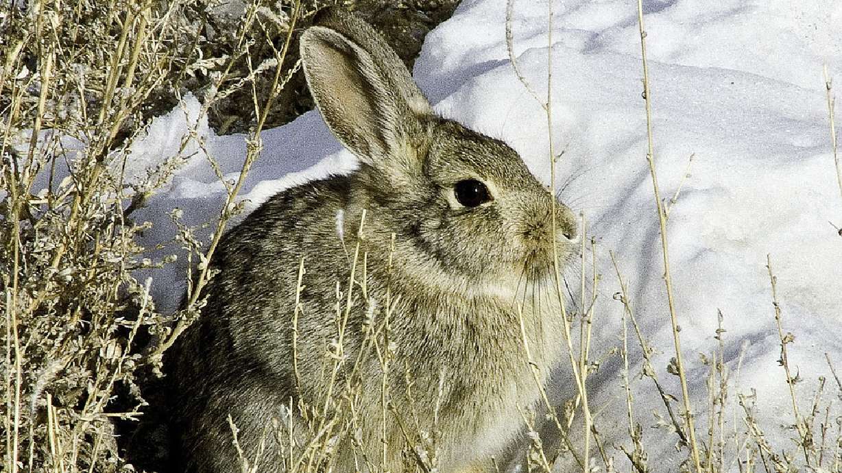 Best hunting for cottontail rabbits in 10 years, DWR says