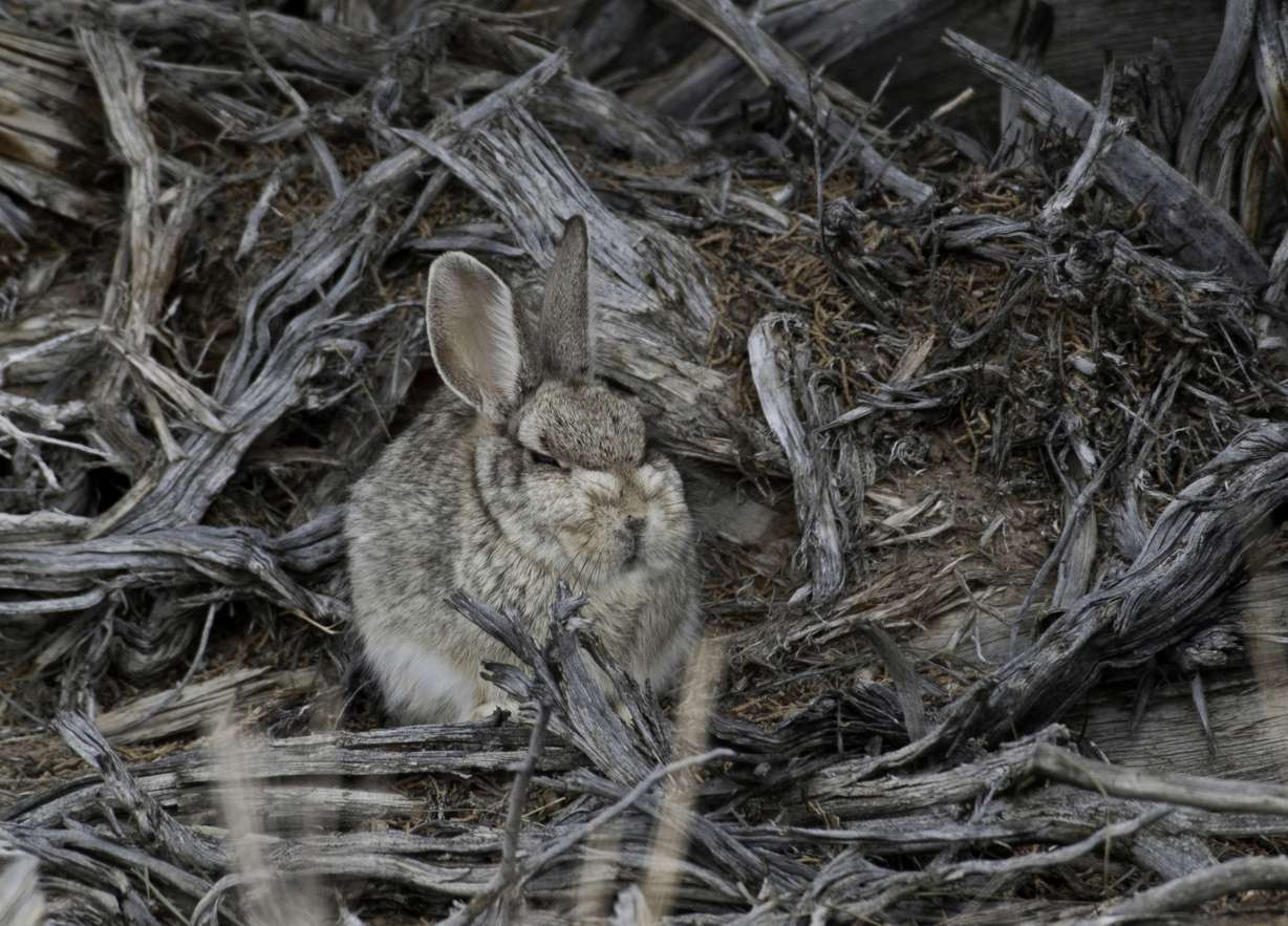 Photo credit: Ron Stewart , Division of Wildlife Resources
