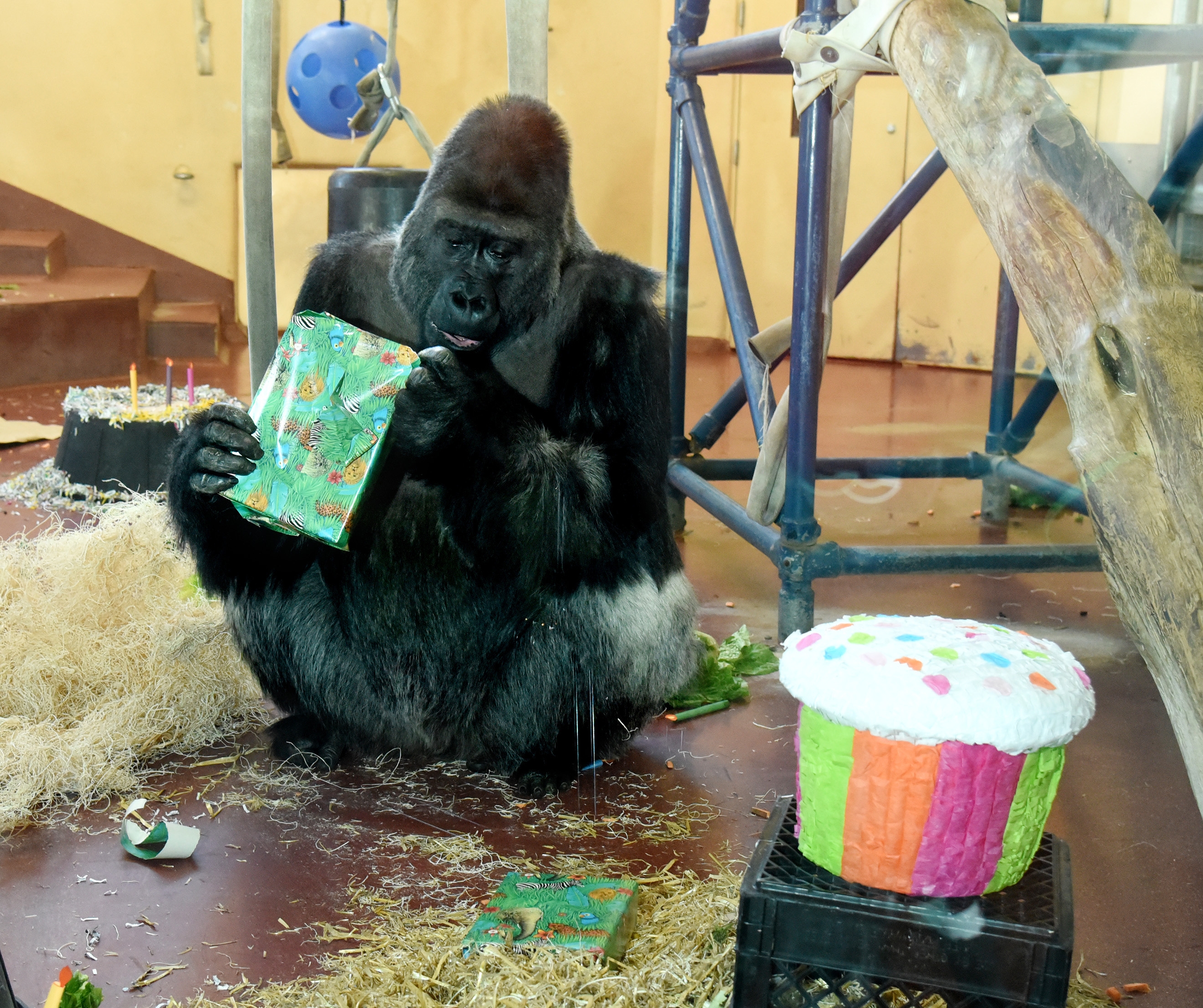 Philadelphia Zoo throws 31st birthday party for gorilla