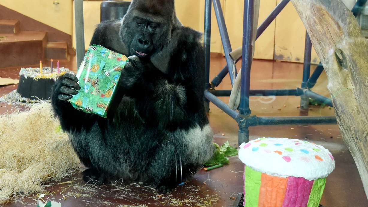 Philadelphia Zoo throws 31st birthday party for gorilla