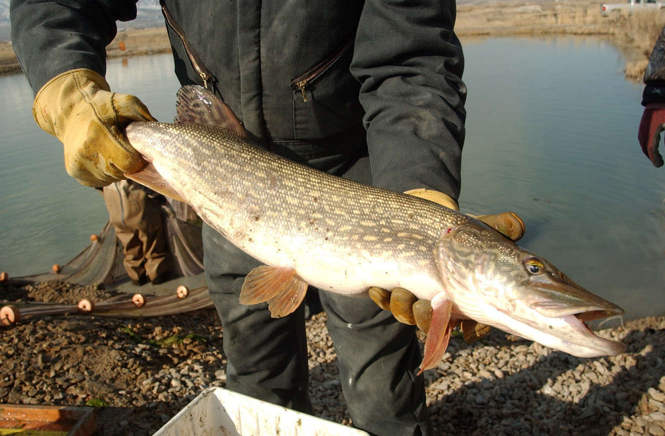 DWR asks anglers to continue killing, turning in northern pike caught in Utah Lake