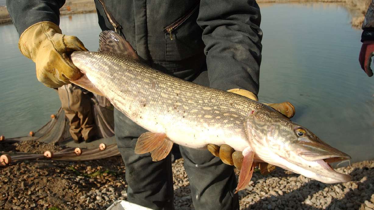 DWR asks anglers to continue killing, turning in northern pike caught in Utah Lake