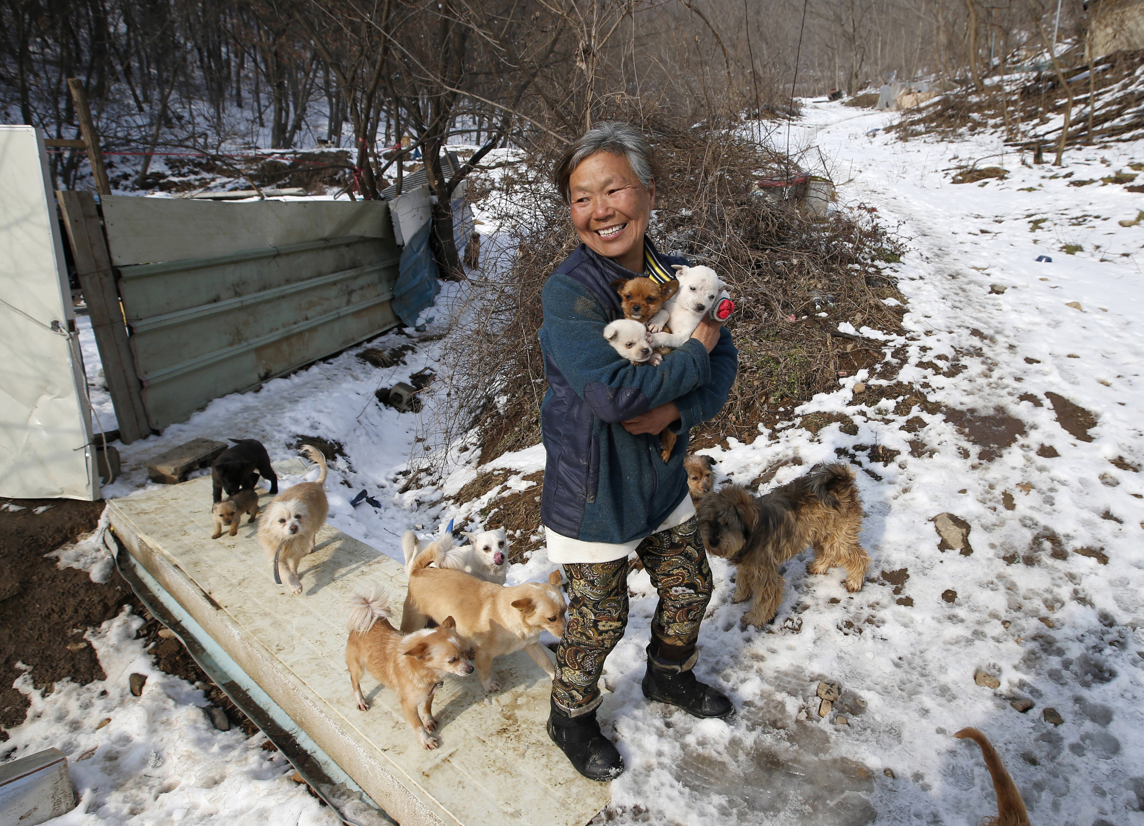 Korean woman raises 200 dogs saved from streets, restaurants