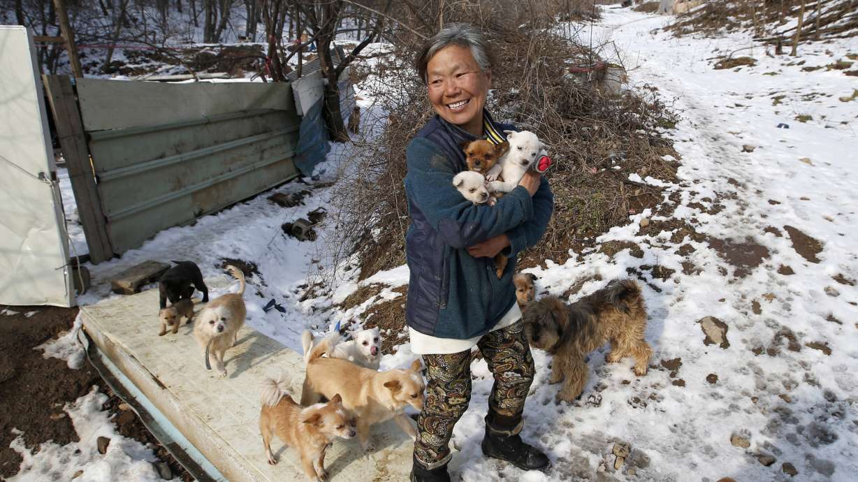 Korean woman raises 200 dogs saved from streets, restaurants