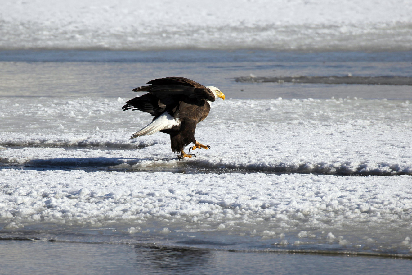 View majestic bald eagles at 5 events across Utah