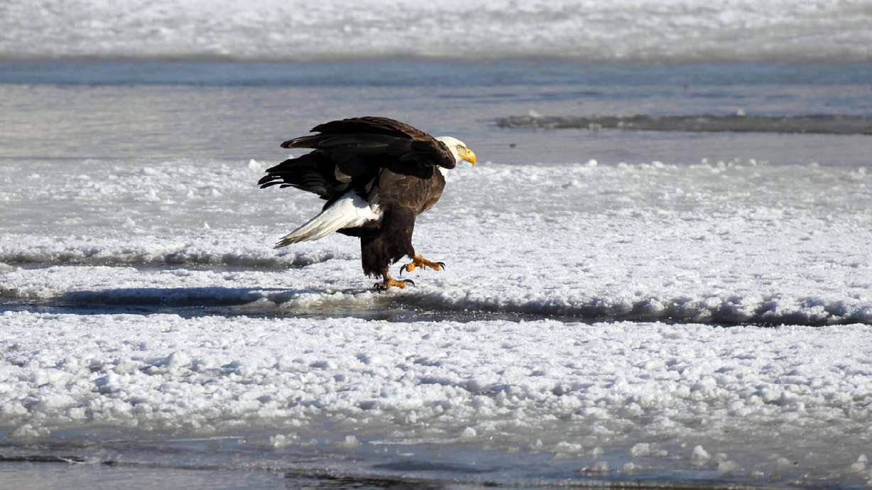 View majestic bald eagles at 5 events across Utah