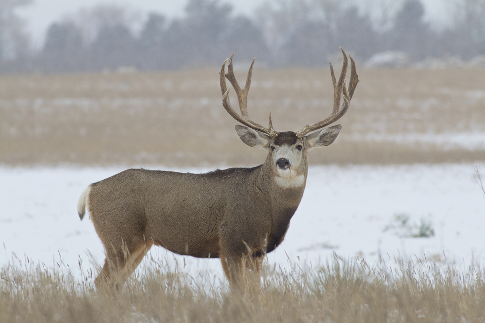 Deer, elk hunting limited in Western US states after tough winter