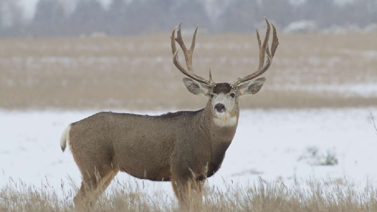 Utah Wildlife Board announces change in preference points for 2017 deer hunt