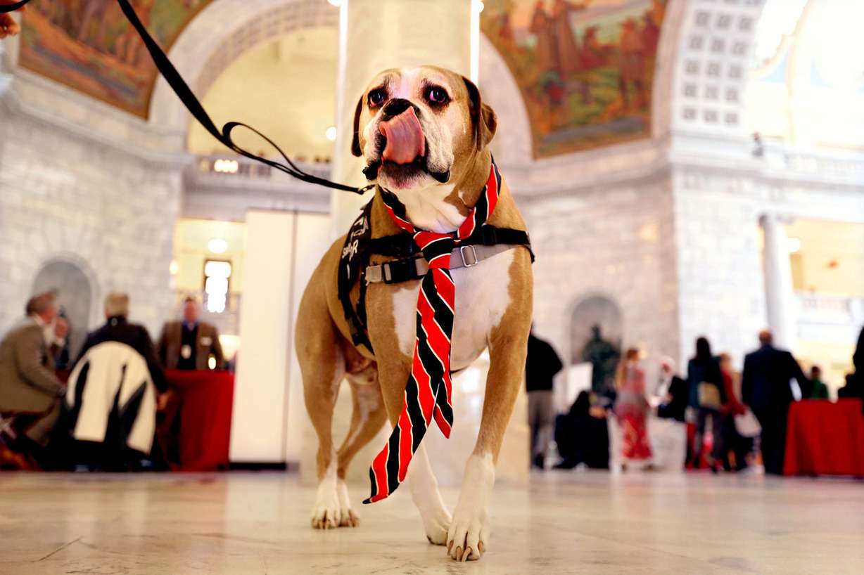 Tex, Salt Lake County K-9 mayor, wears a tie to lobby for HB187 with the Humane Society of Utah at the Capitol in Salt Lake City on Thursday, Feb. 11, 2016. The bill would ban gas chamber euthanasia at Utah animal shelters. (Photo: Laura Seitz/Deseret News)