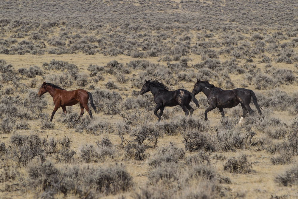 In this case, wild horses drag them together