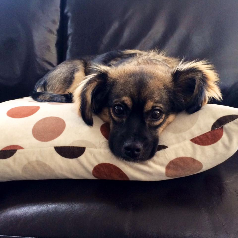 Dog 'writes' entertaining blog with help of owners