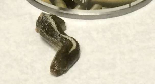 Snake head found in Farmington woman's can of green beans
