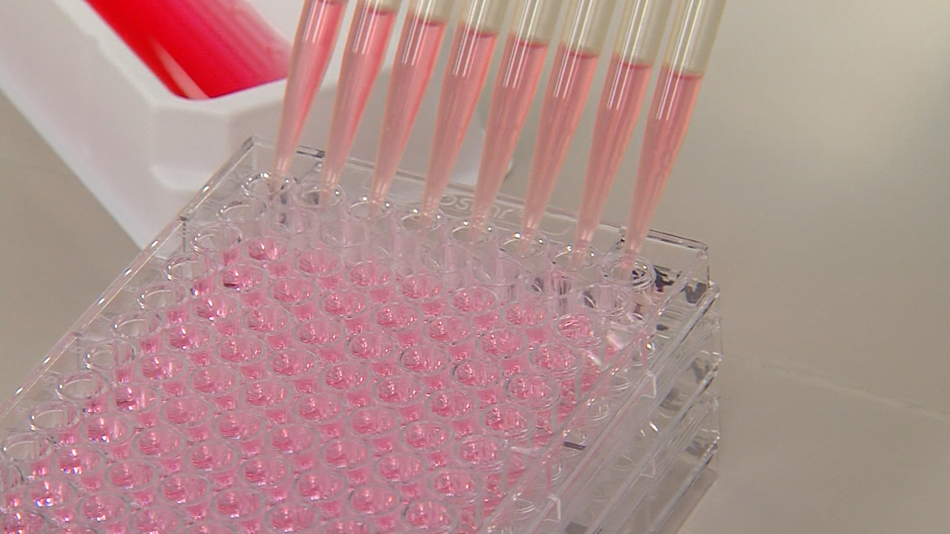 USU researchers studying Zika virus