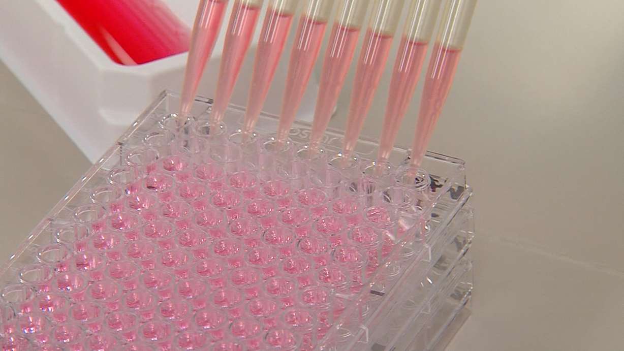 USU researchers studying Zika virus