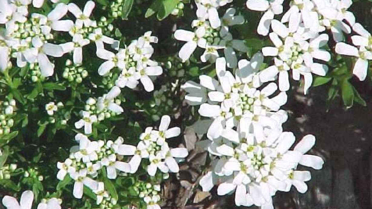 candytuft