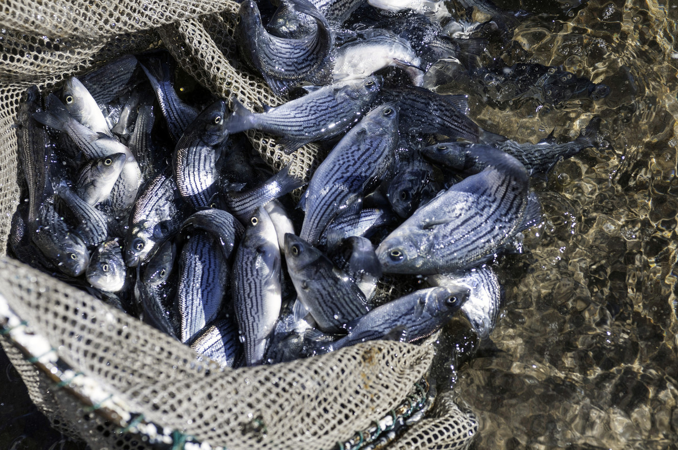 DWR continues stocking new fish species in Vernal reservoir
