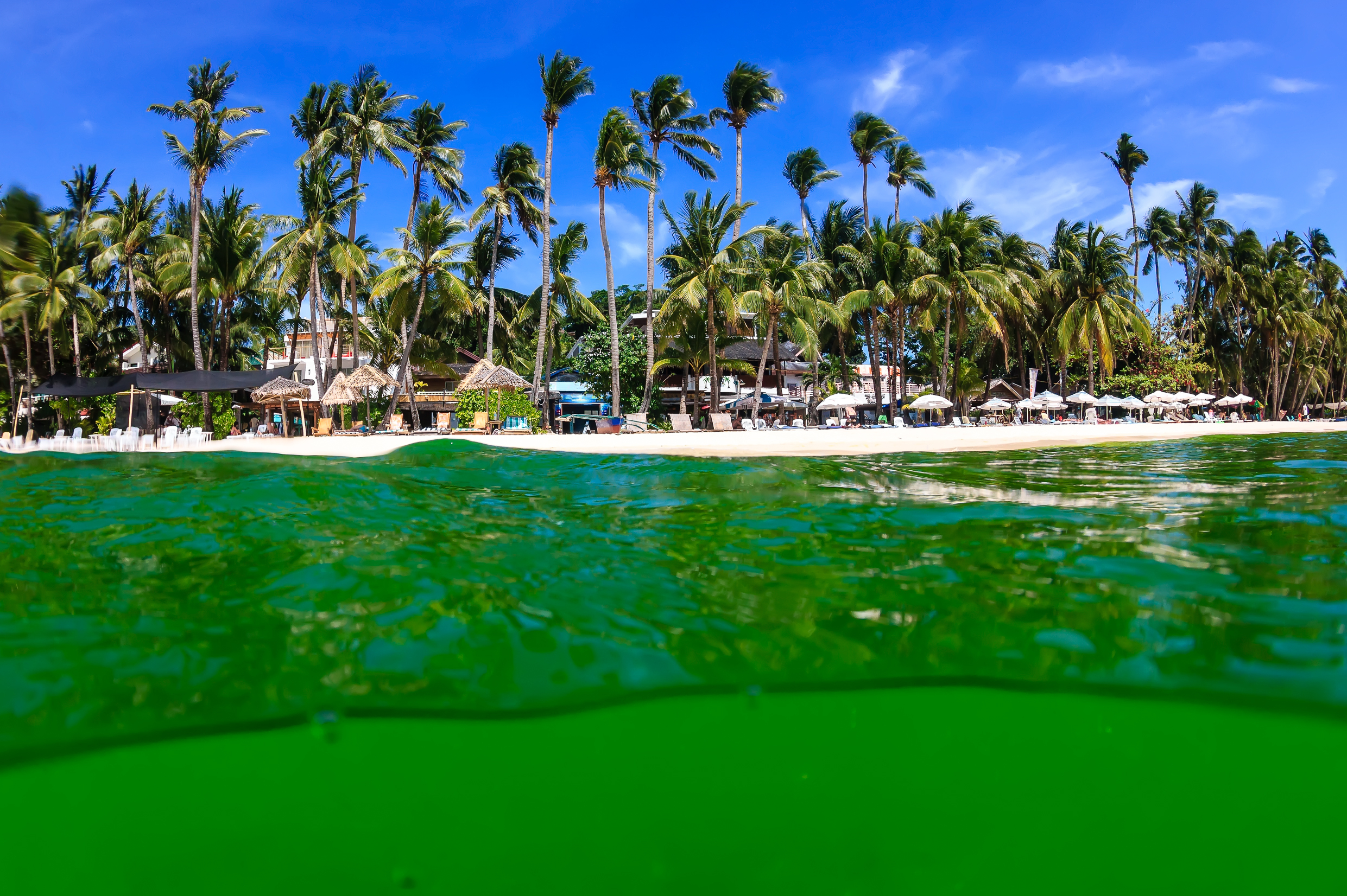 Quiz: What do you know about the world's most abundant plant?