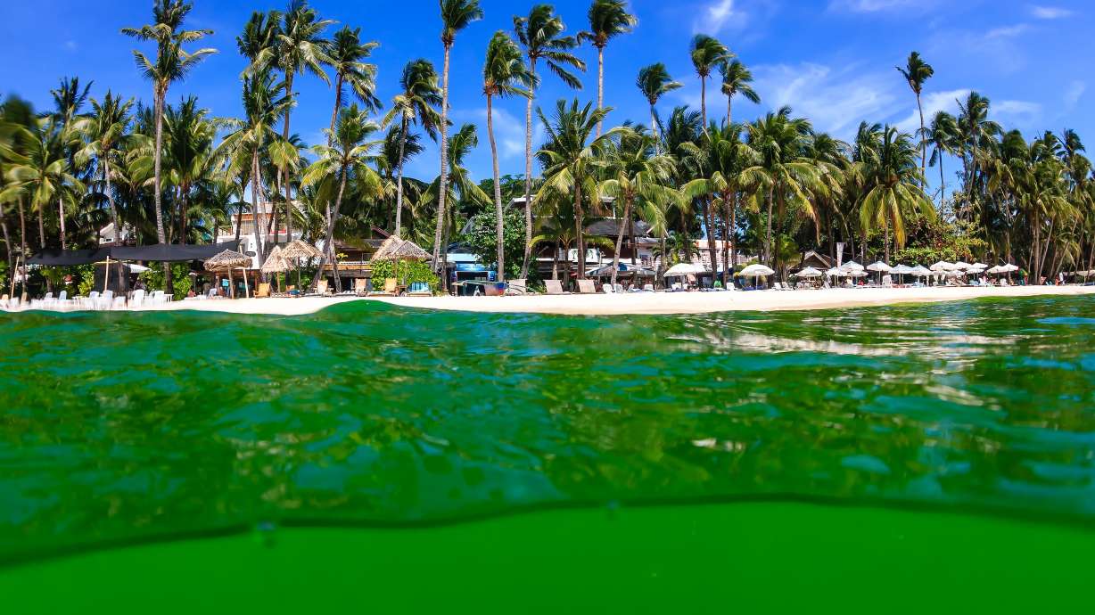 Quiz: What do you know about the world's most abundant plant?