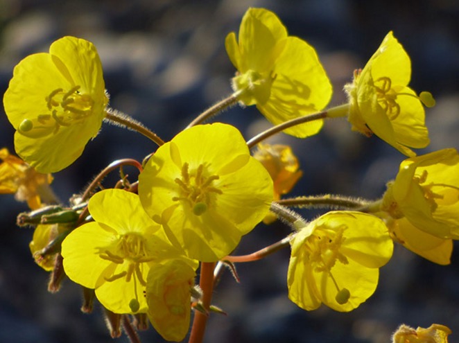 Photo credit: D. Milliard/Death Valley National Park