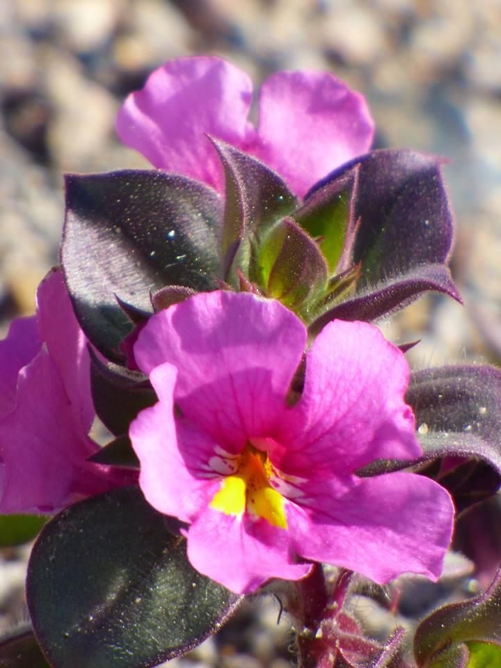 Photo credit: D. Milliard/Death Valley National Park