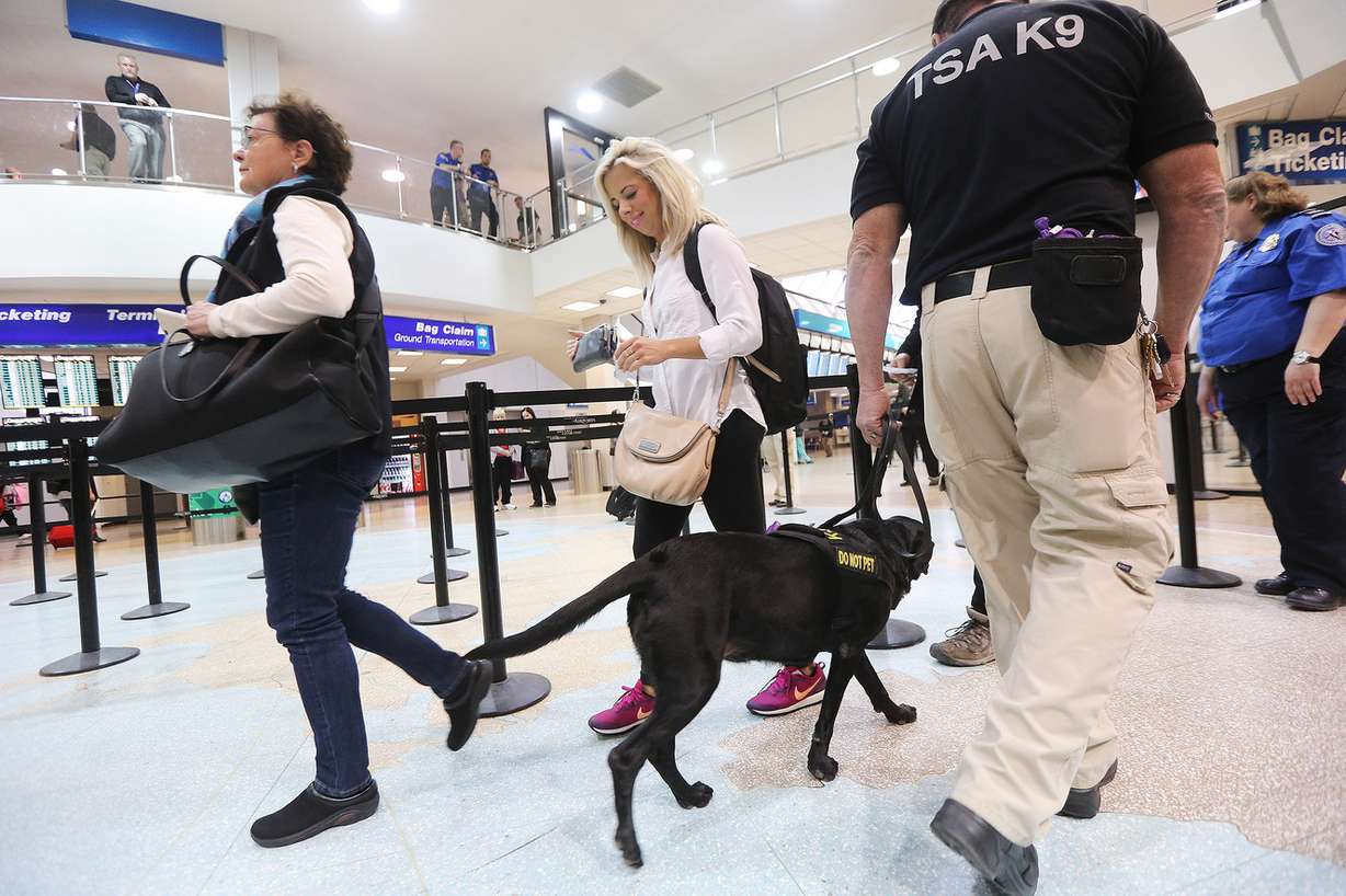 TSA K-9 handler Lonnie Larson and his dog, Keene, work in Terminal 1 of the Salt Lake City International Airport on Tuesday, March 8, 2016, as they demonstrate how the dog searches for explosives. (Photo: Scott G Winterton, Deseret News)