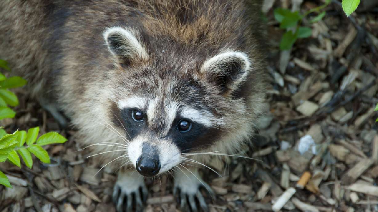 Raccoon causes power outage at Salt Lake airport terminal