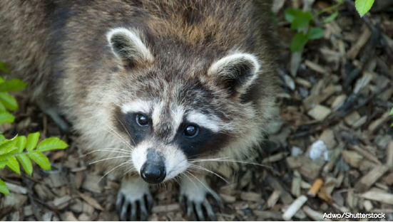 Un mapache deja sin electricidad a una parte del aeropuerto de Salt Lake City 