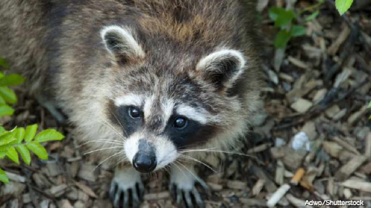 Un mapache deja sin electricidad a una parte del aeropuerto de Salt Lake City