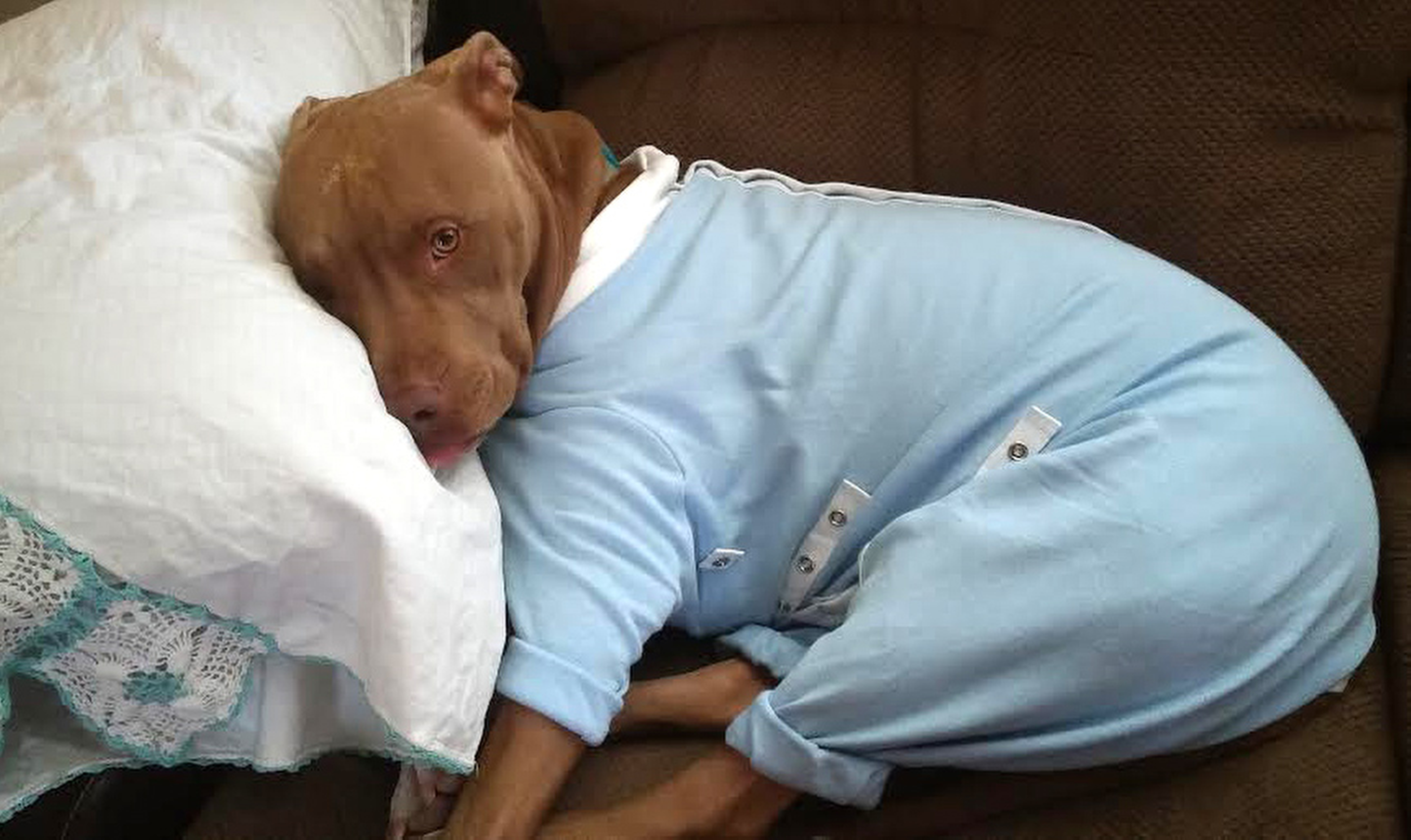 Some seek alternatives to pets' post-surgery 'cone of shame'