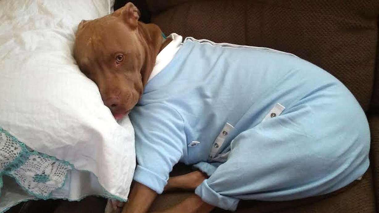 Some seek alternatives to pets' post-surgery 'cone of shame'