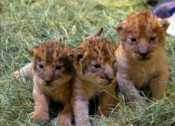 Nacen 3 cachorros de leones en el Zoológico de Utah