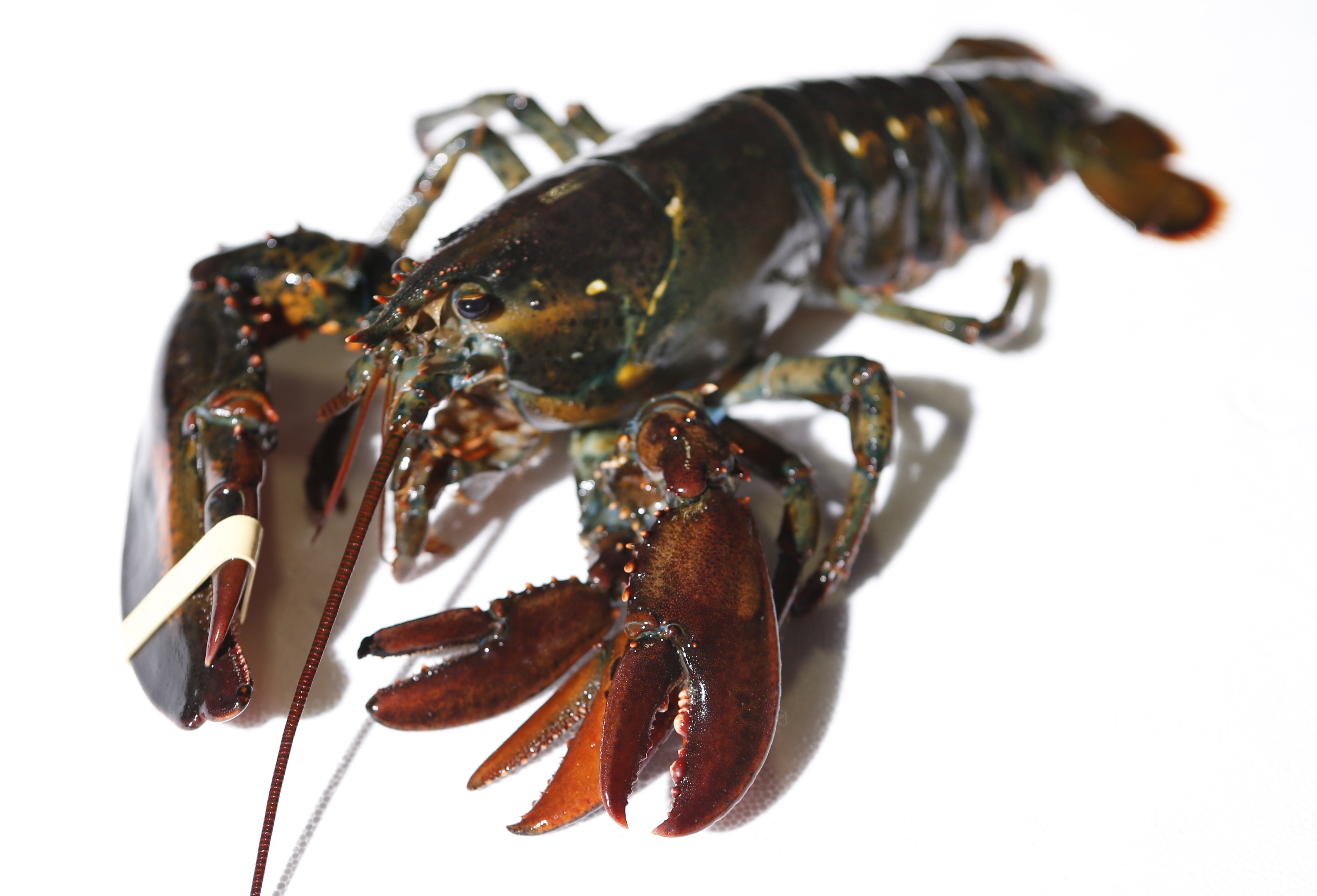 Maine wholesaler acquires rare four-clawed lobster