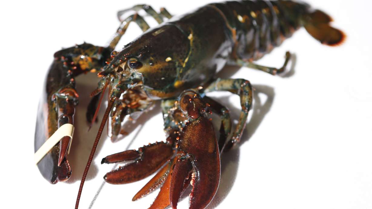 Maine wholesaler acquires rare four-clawed lobster
