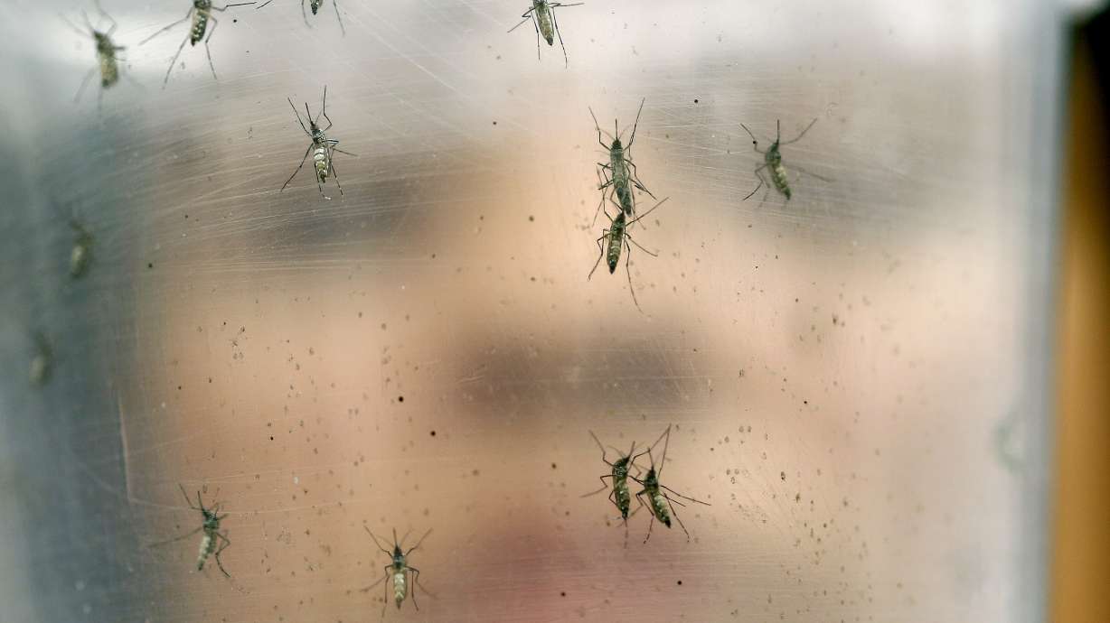 Things to know about GMO mosquito test proposed in Florida