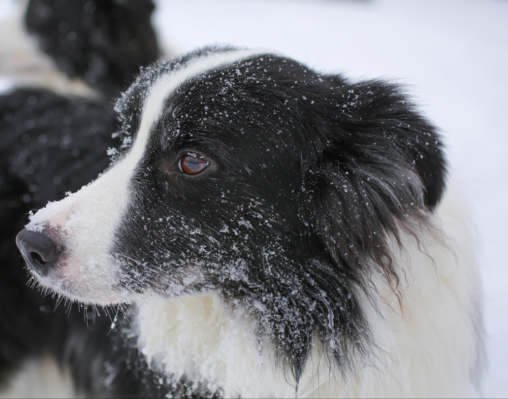 Northern Utah rescue team expands with search dogs, snowcat