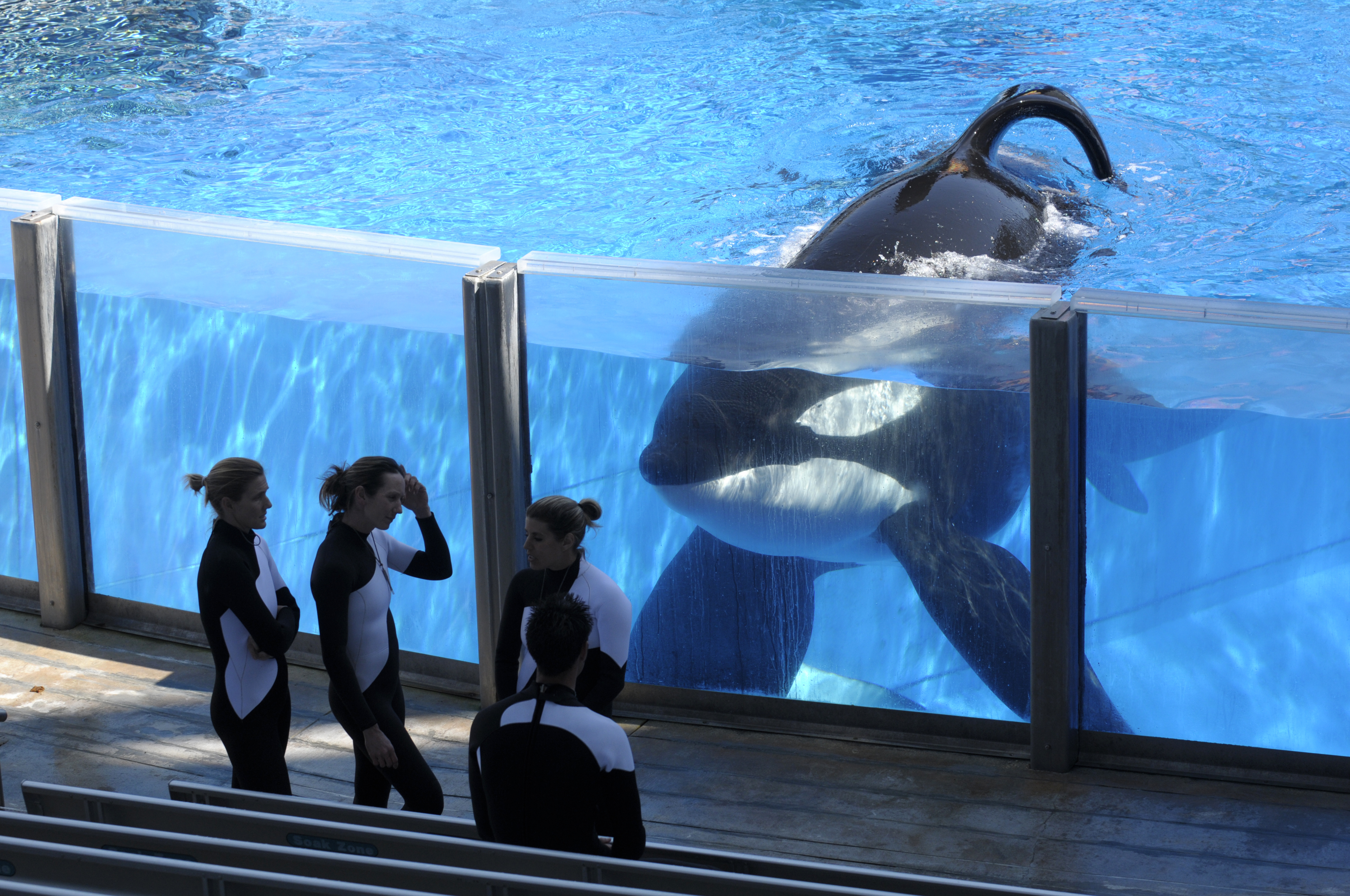 After years of pressure, SeaWorld to stop breeding orcas