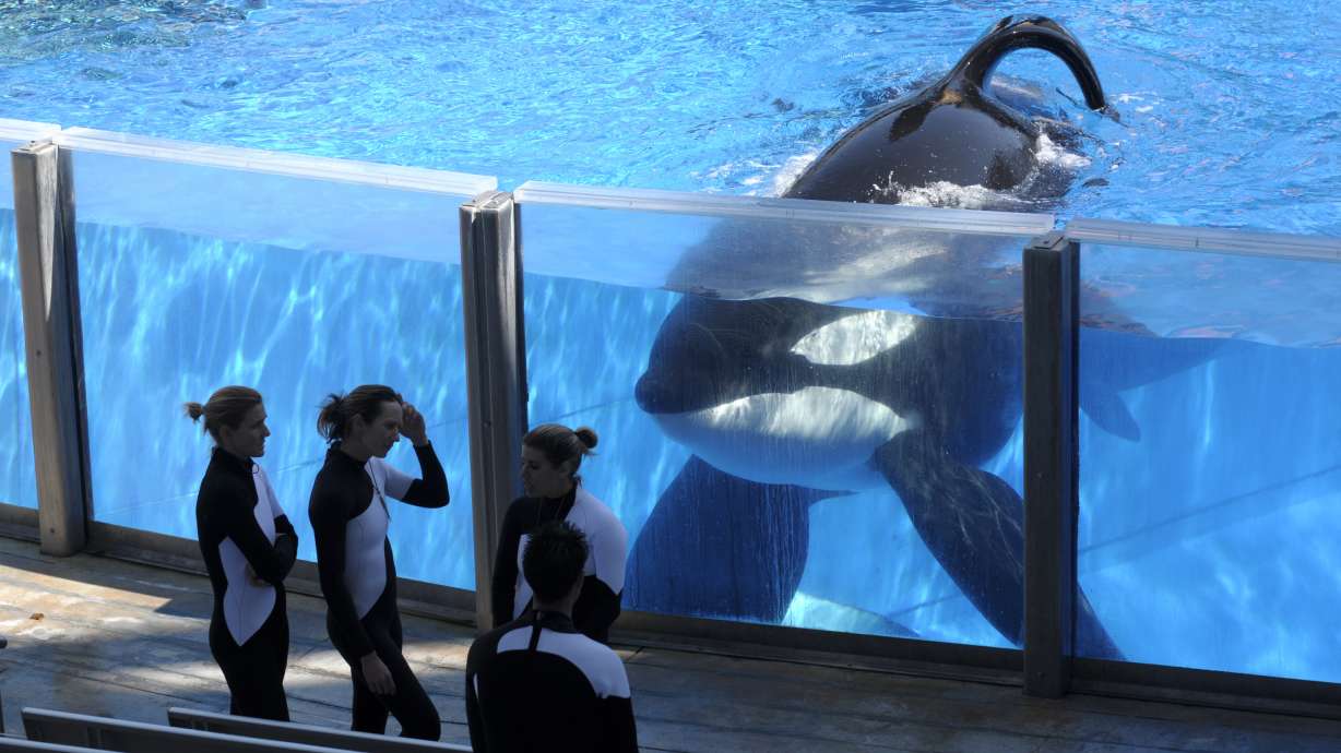 After years of pressure, SeaWorld to stop breeding orcas