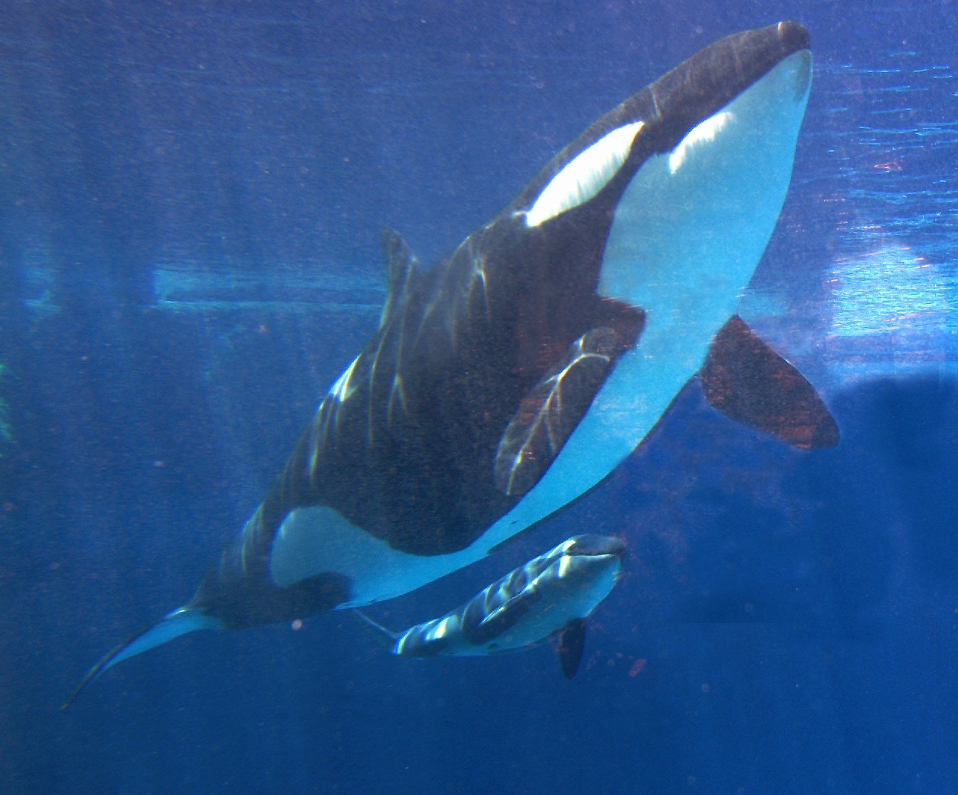With orca changes, SeaWorld must live without iconic Shamu
