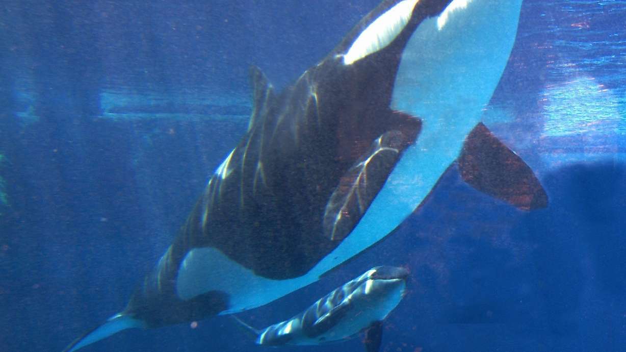 With orca changes, SeaWorld must live without iconic Shamu